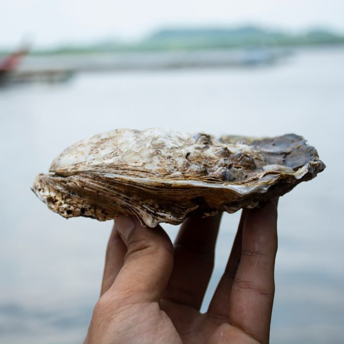 oyster tour alt