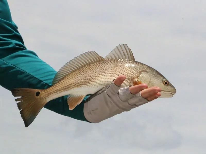 redfish