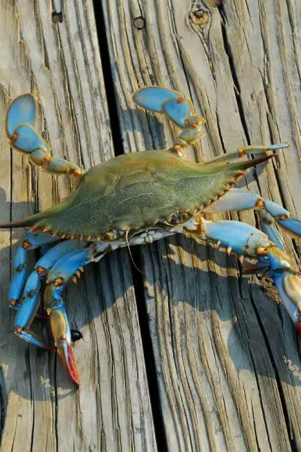 blue crab2