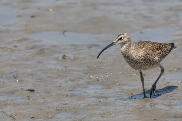 deveaux bank birding whimbrel watch